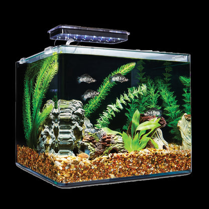 GLASS TANK 50cm to 30cm