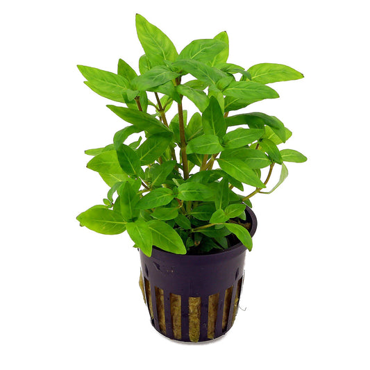 Staurogyne Repens Pot Plant