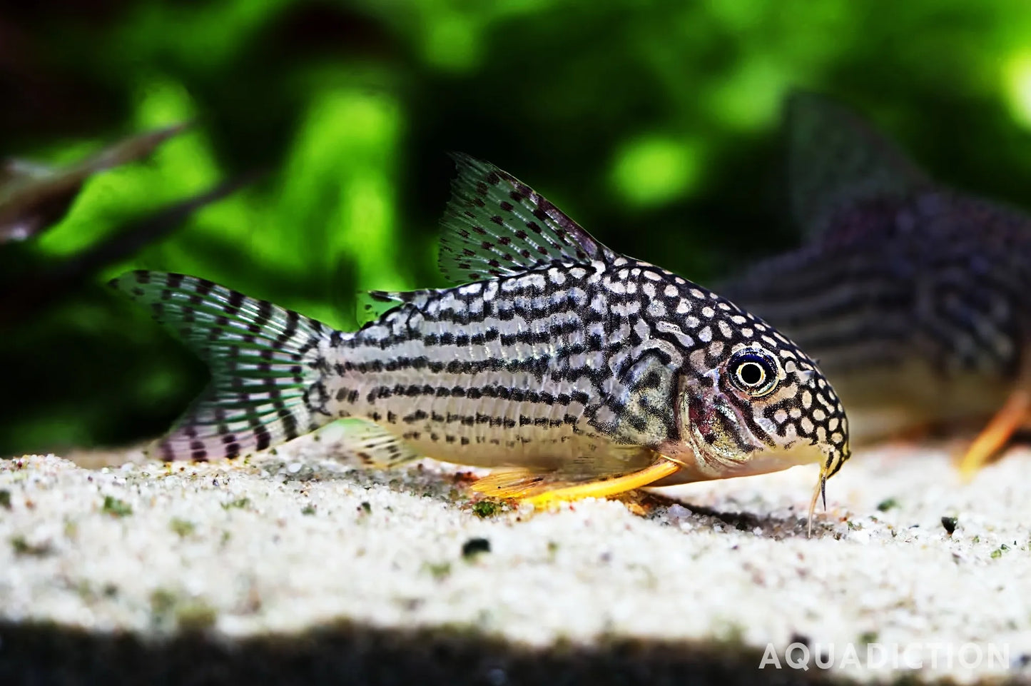 CORYDORAS