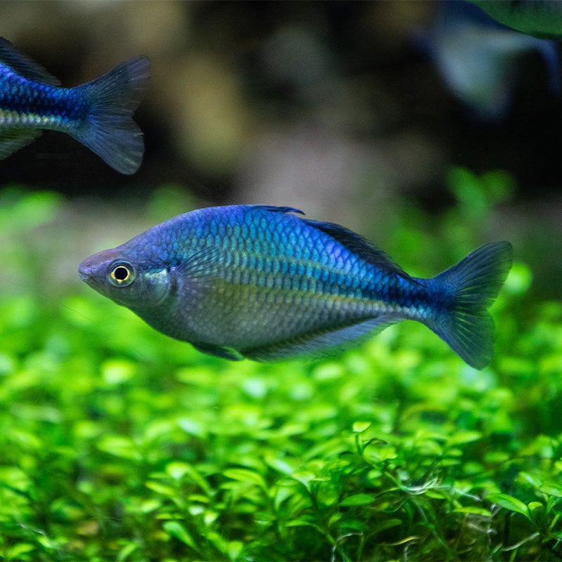 LAKE KUTUBU RAINBOW FISH