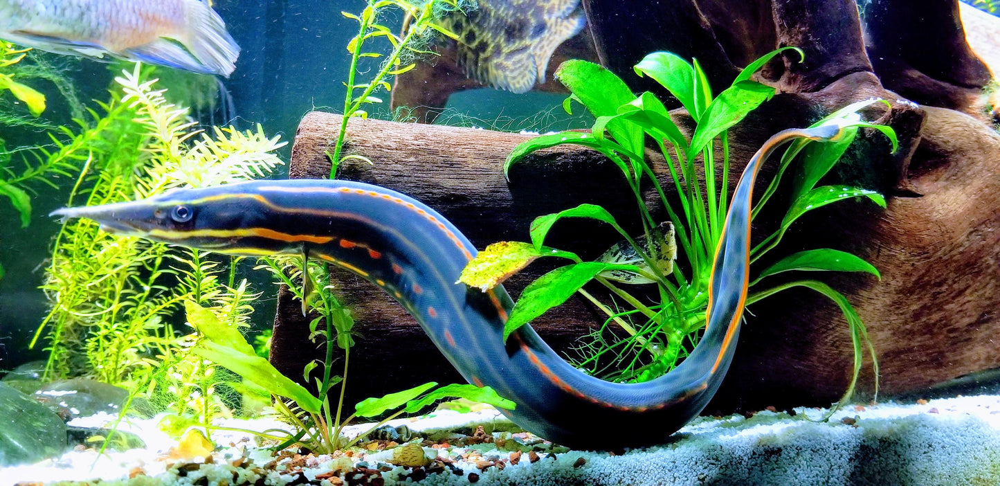 REDSPOT FIRE EEL