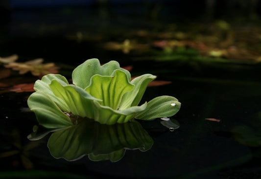 Water Lettuce Floating Plant