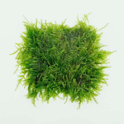 MOSS IN CUP