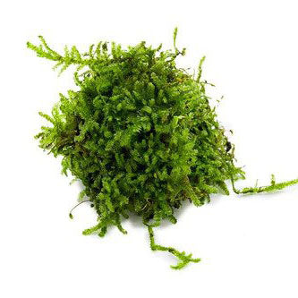 MOSS IN CUP