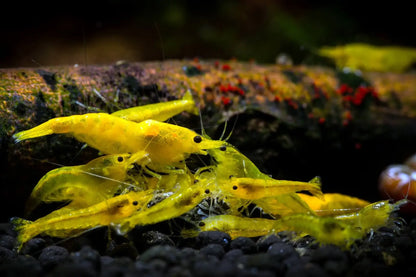 YELLOW GOLDLINE SHRIMPS 1.5cm