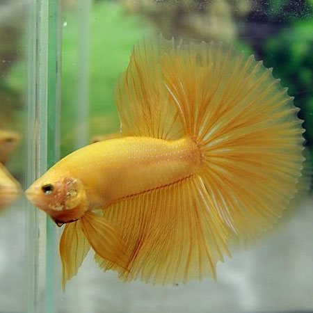 HALFMOON YELLOW BETTA