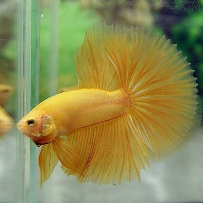 HALFMOON YELLOW BETTA