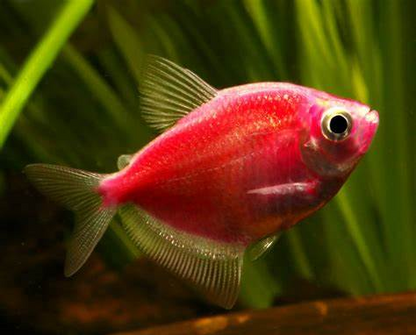 GERMAN TETRA 2.5-4CM